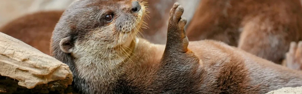 Wildlife Viewing in Morro Bay: Sea Otters, Birdlife & Coastal Wonders