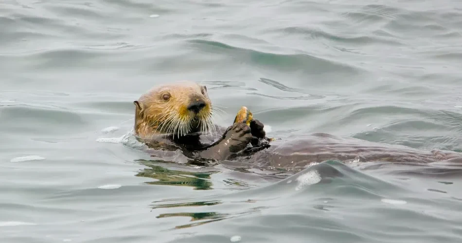 Secrets of Morro Bay Only Residents Truly Understand