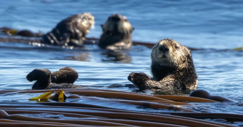 Wildlife Viewing in Morro Bay: Sea Otters, Birdlife & Coastal Wonders