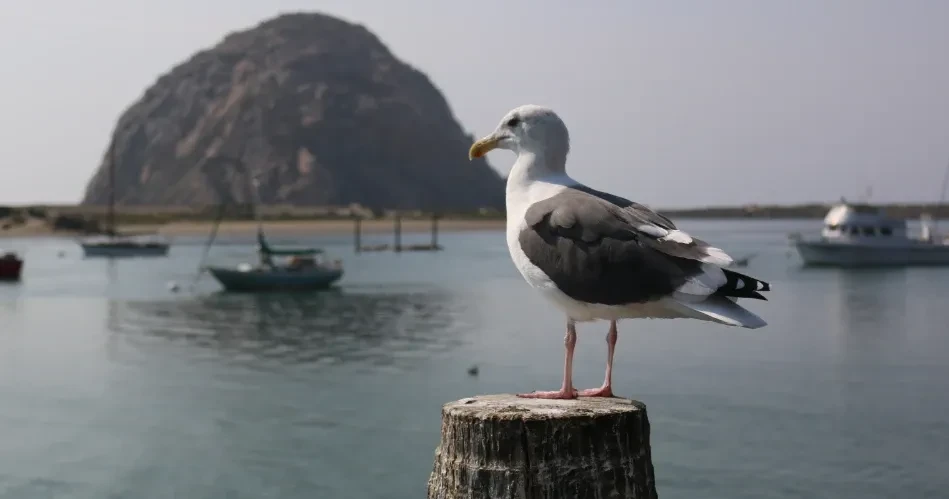 Wildlife Viewing in Morro Bay: Sea Otters, Birdlife & Coastal Wonders